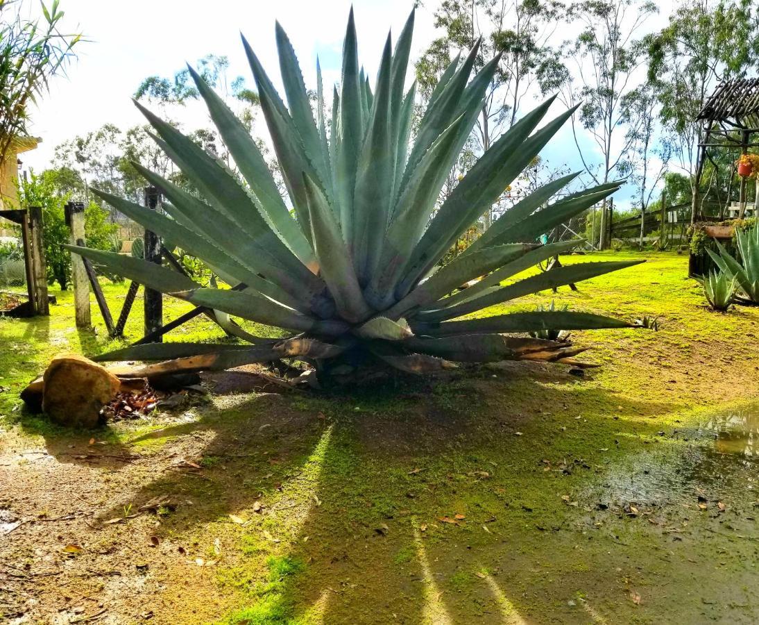 Terra Monarca Villa Valle de Guadalupe Dış mekan fotoğraf